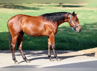 American Quarter Horse, Hengst, 1 Jaar, Bruin