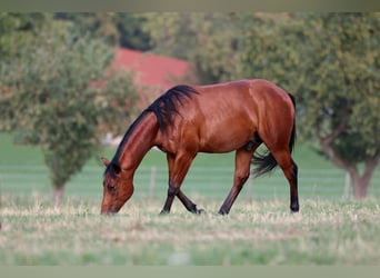 American Quarter Horse, Hengst, 1 Jaar, Bruin
