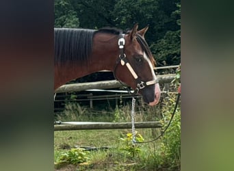 American Quarter Horse, Hengst, 1 Jaar, Bruin