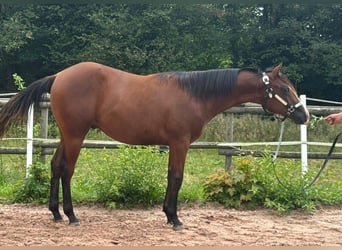 American Quarter Horse, Hengst, 1 Jaar, Bruin