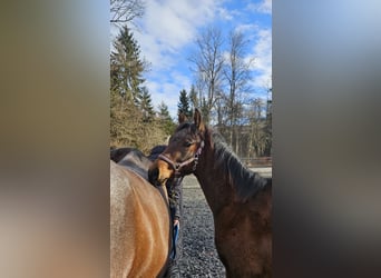 American Quarter Horse, Hengst, 1 Jaar, Bruin