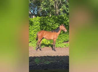 American Quarter Horse, Hengst, 1 Jaar, Buckskin