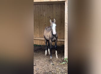 American Quarter Horse, Hengst, 1 Jaar, Buckskin