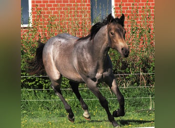 American Quarter Horse, Hengst, 1 Jaar, Buckskin