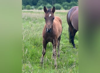 American Quarter Horse, Hengst, 1 Jaar, Donkerbruin