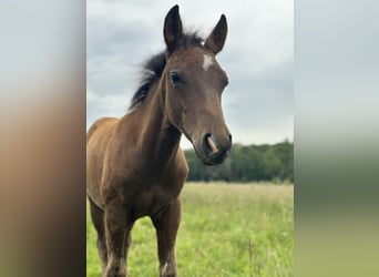 American Quarter Horse, Hengst, 1 Jaar, Donkerbruin