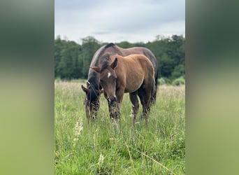 American Quarter Horse, Hengst, 1 Jaar, Donkerbruin