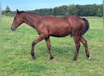 American Quarter Horse, Hengst, 1 Jaar, Donkerbruin