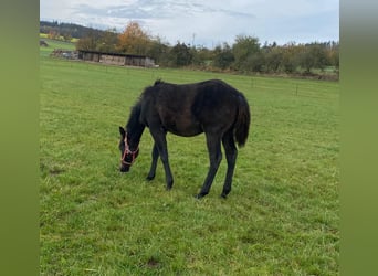 American Quarter Horse, Hengst, 1 Jaar, Donkerbruin