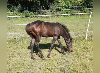 American Quarter Horse, Hengst, 1 Jaar, Donkerbruin