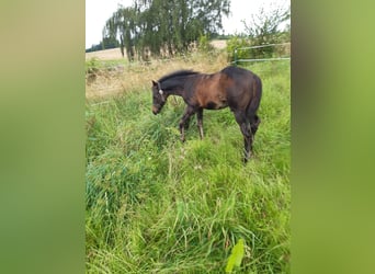 American Quarter Horse, Hengst, 1 Jaar, Donkerbruin