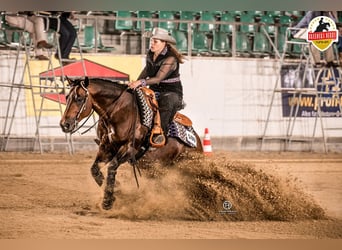 American Quarter Horse, Hengst, 1 Jaar, Donkerbruin