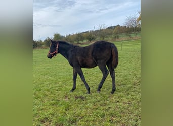 American Quarter Horse, Hengst, 1 Jaar, Donkerbruin