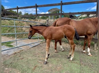 American Quarter Horse, Hengst, 1 Jaar, Donkerbruin