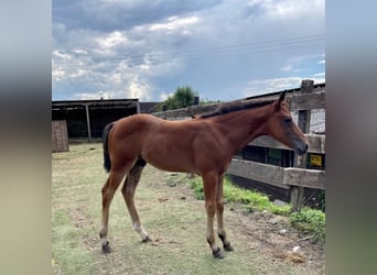 American Quarter Horse, Hengst, 1 Jaar, Donkerbruin