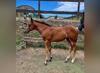 American Quarter Horse, Hengst, 1 Jaar, Donkerbruin