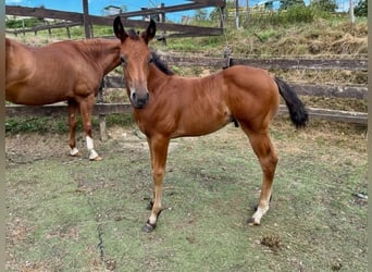 American Quarter Horse, Hengst, 1 Jaar, Donkerbruin