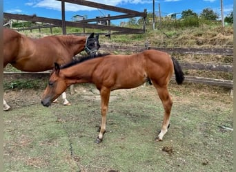 American Quarter Horse, Hengst, 1 Jaar, Donkerbruin