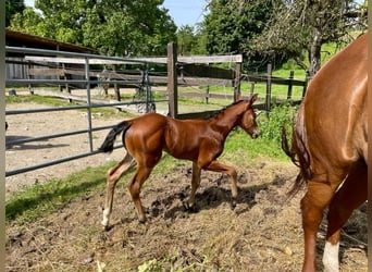 American Quarter Horse, Hengst, 1 Jaar, Donkerbruin