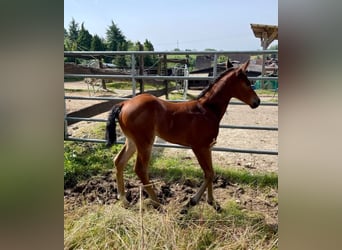 American Quarter Horse, Hengst, 1 Jaar, Donkerbruin