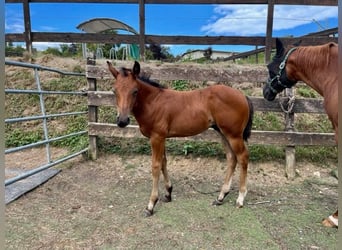 American Quarter Horse, Hengst, 1 Jaar, Donkerbruin