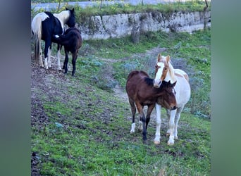 American Quarter Horse Mix, Hengst, 1 Jaar, Donkere-vos