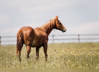 American Quarter Horse, Hengst, 1 Jaar, Donkere-vos