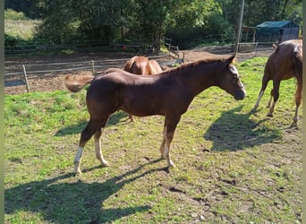 American Quarter Horse, Hengst, 1 Jaar, Donkere-vos