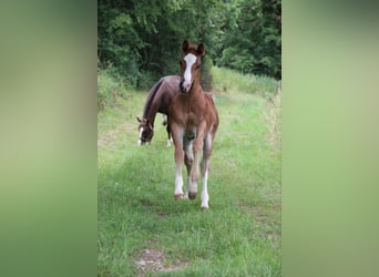 American Quarter Horse, Hengst, 1 Jaar, Donkere-vos