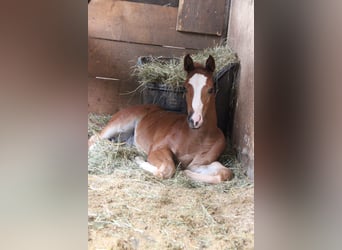 American Quarter Horse, Hengst, 1 Jaar, Donkere-vos