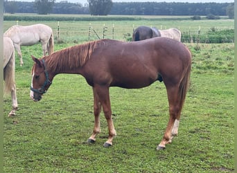 American Quarter Horse, Hengst, 1 Jaar, Donkere-vos