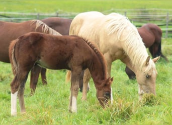 American Quarter Horse, Hengst, 1 Jaar, Donkere-vos