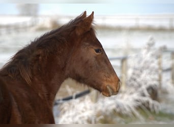 American Quarter Horse, Hengst, 1 Jaar, Donkere-vos