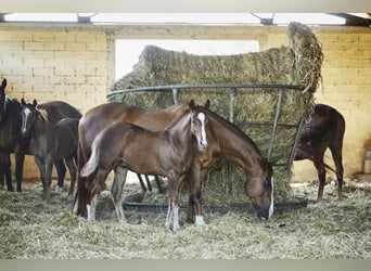 American Quarter Horse, Hengst, 1 Jaar, Donkere-vos