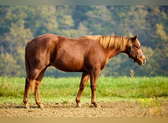 American Quarter Horse, Hengst, 1 Jaar, Donkere-vos