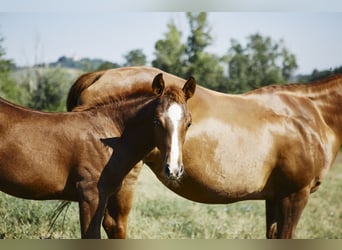 American Quarter Horse, Hengst, 1 Jaar, Donkere-vos