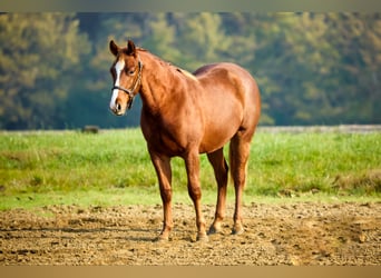 American Quarter Horse, Hengst, 1 Jaar, Donkere-vos