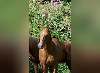 American Quarter Horse, Hengst, 1 Jaar, Donkere-vos