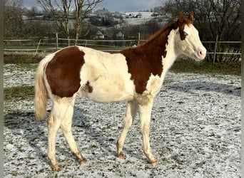 American Quarter Horse, Hengst, 1 Jaar, Gevlekt-paard