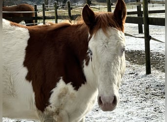 American Quarter Horse, Hengst, 1 Jaar, Gevlekt-paard