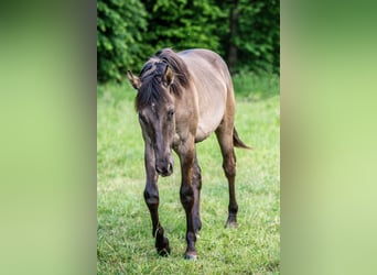 American Quarter Horse, Hengst, 1 Jaar, Grullo