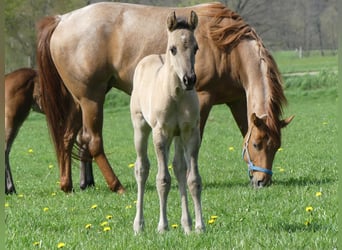 American Quarter Horse, Hengst, 1 Jaar, Grullo