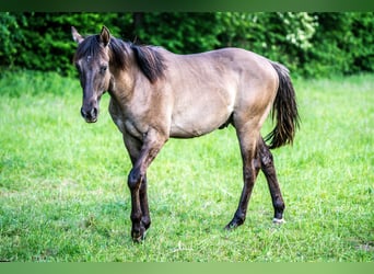 American Quarter Horse, Hengst, 1 Jaar, Grullo