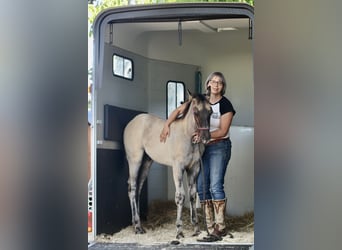 American Quarter Horse, Hengst, 1 Jaar, Grullo