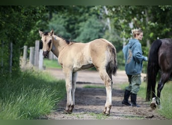 American Quarter Horse, Hengst, 1 Jaar, Grullo