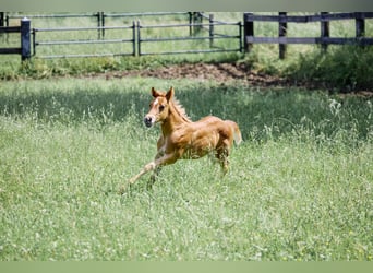 American Quarter Horse, Hengst, 1 Jaar, Lichtbruin