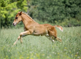 American Quarter Horse, Hengst, 1 Jaar, Lichtbruin