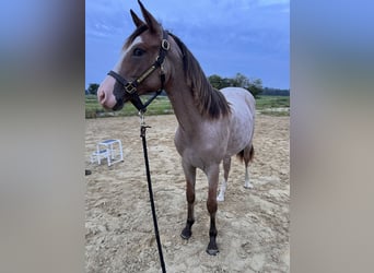 American Quarter Horse, Hengst, 1 Jaar, Overo-alle-kleuren