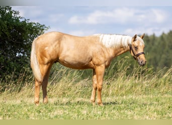American Quarter Horse, Hengst, 1 Jaar, Palomino