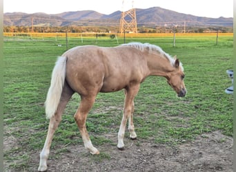 American Quarter Horse, Hengst, 1 Jaar, Palomino